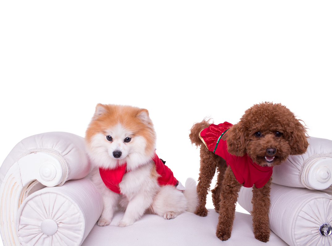Pull - robe pour chien Austin