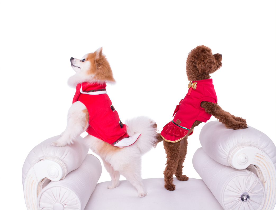 Pull - robe pour chien Austin