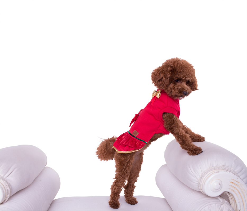 Pull - robe pour chien Austin