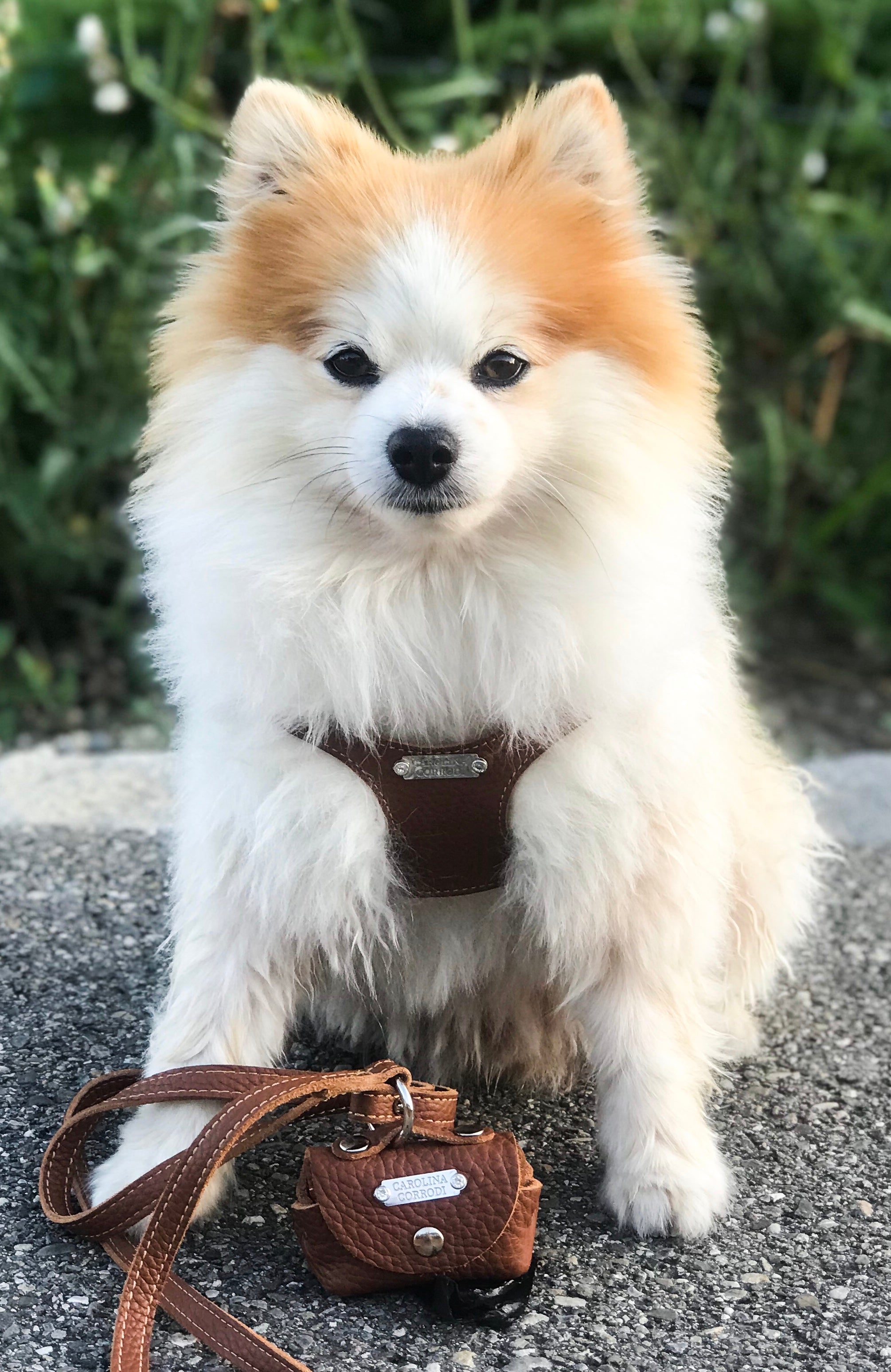 Hundegeschirr Zwergspitz