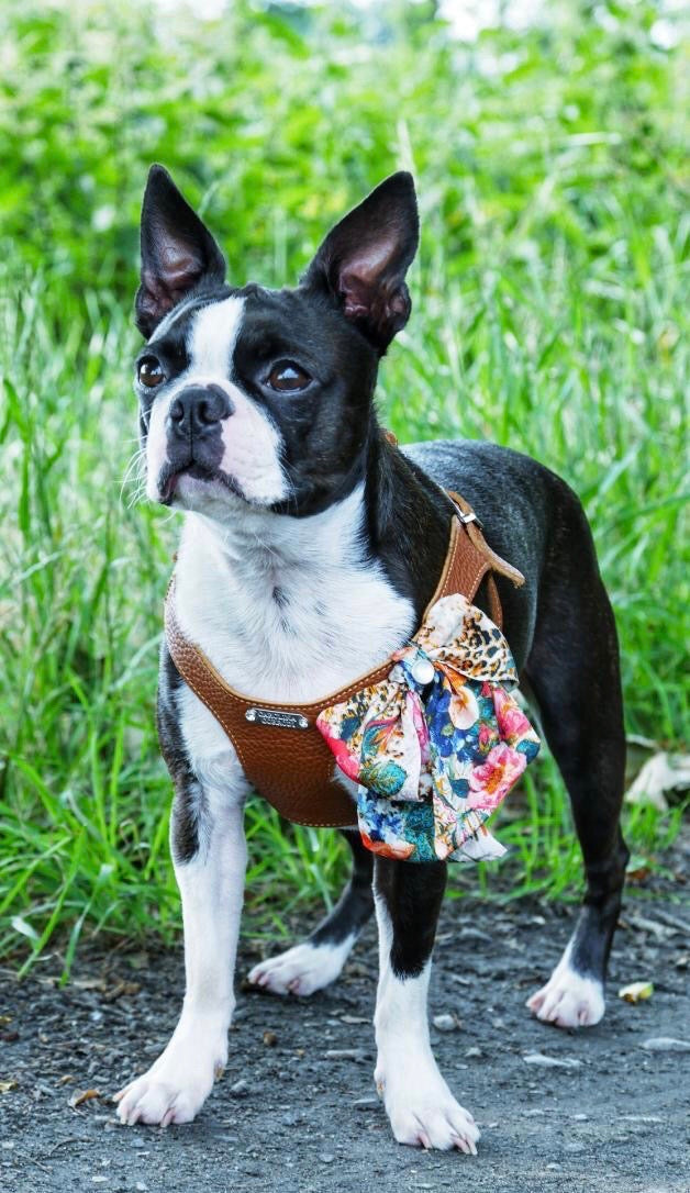 Hundeledergeschirr Boston Terrier