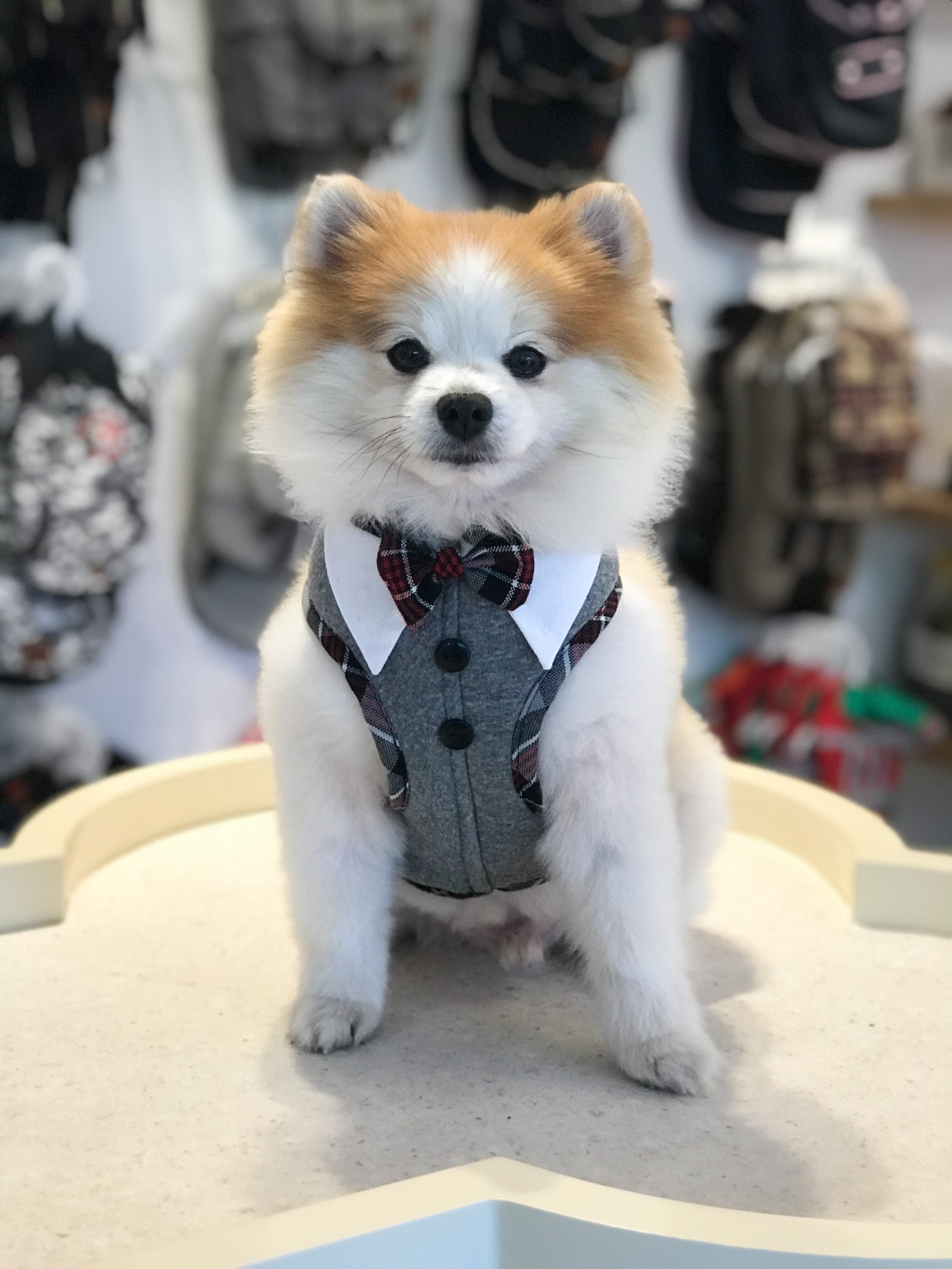 Hundegeschirr Cambridge