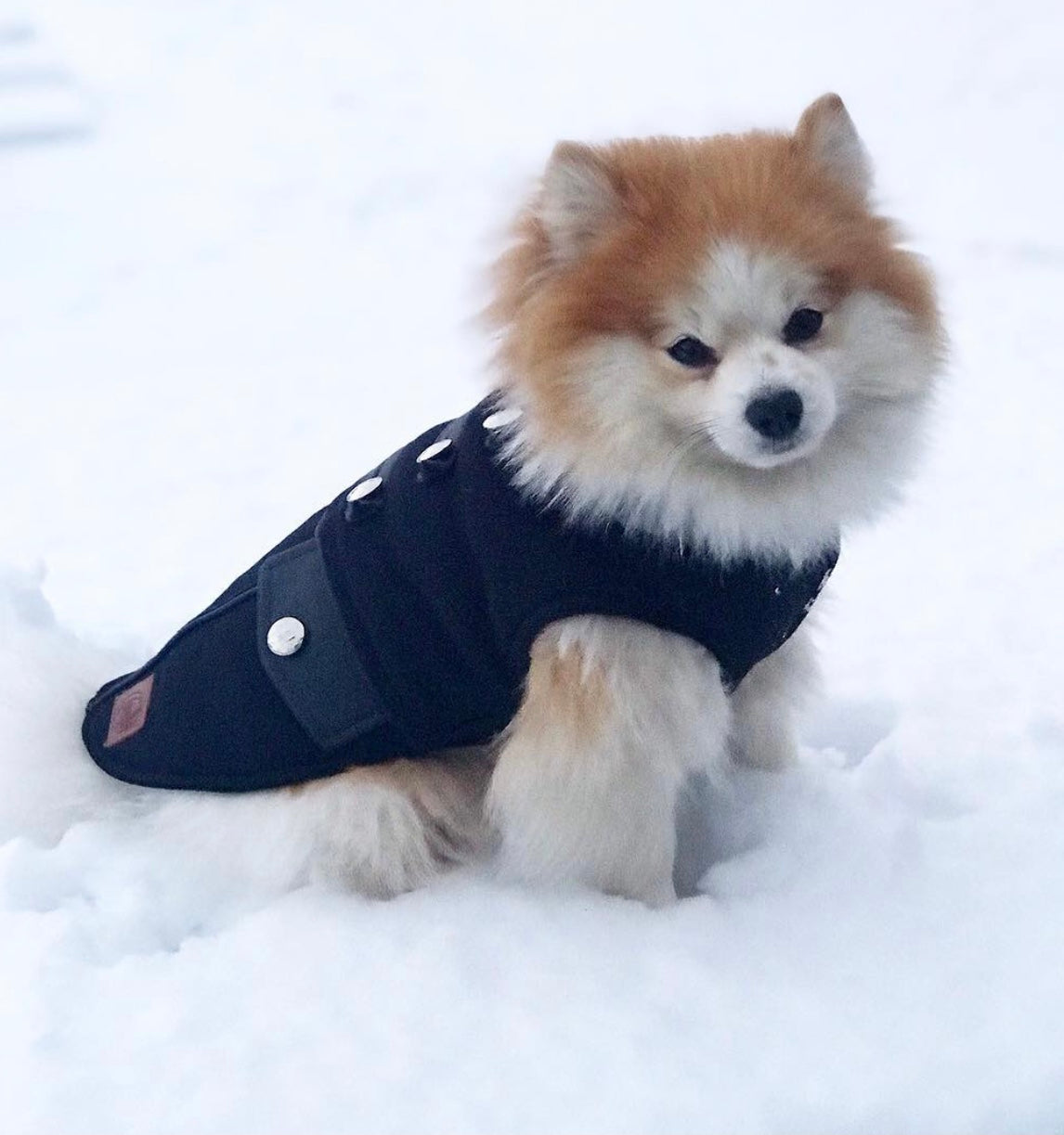 hundemantel mit zwergspitz