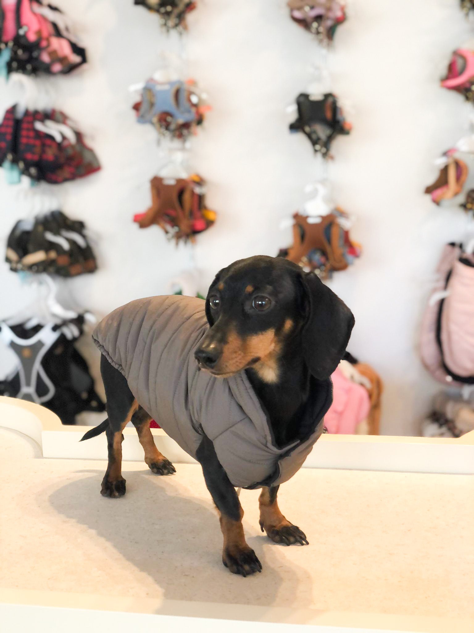 Frankfurt dog coat especially for dachshunds 2 in 1 (reversible)