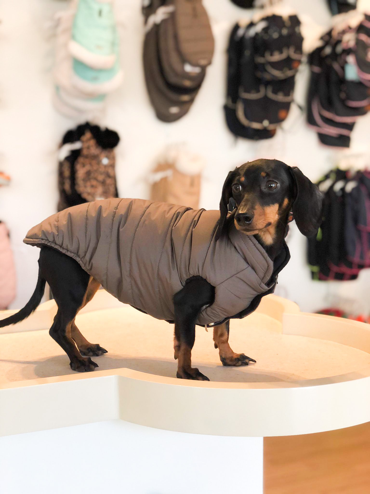 Frankfurt dog coat especially for dachshunds 2 in 1 (reversible)