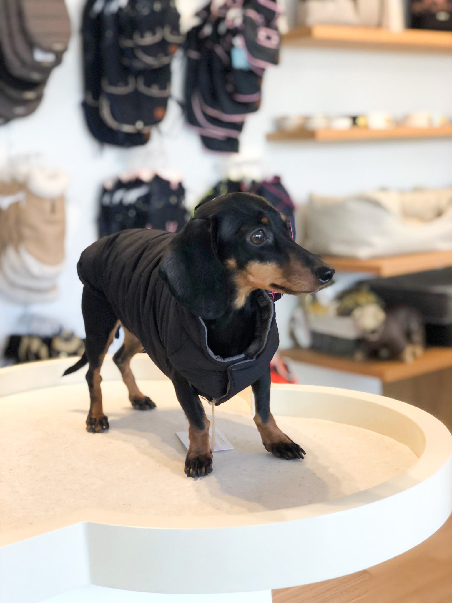 Frankfurt dog coat especially for dachshunds 2 in 1 (reversible)
