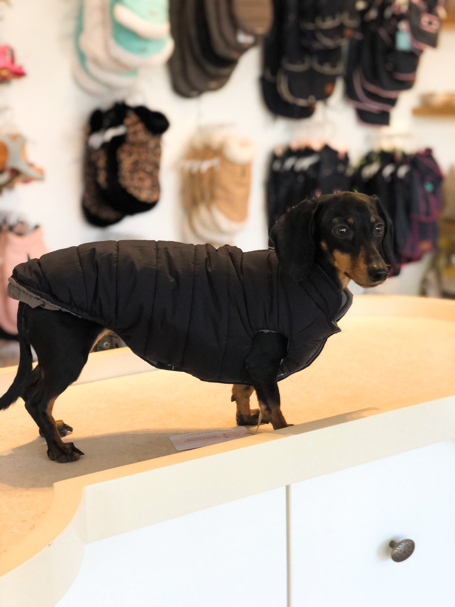 Frankfurt dog coat especially for dachshunds 2 in 1 (reversible)