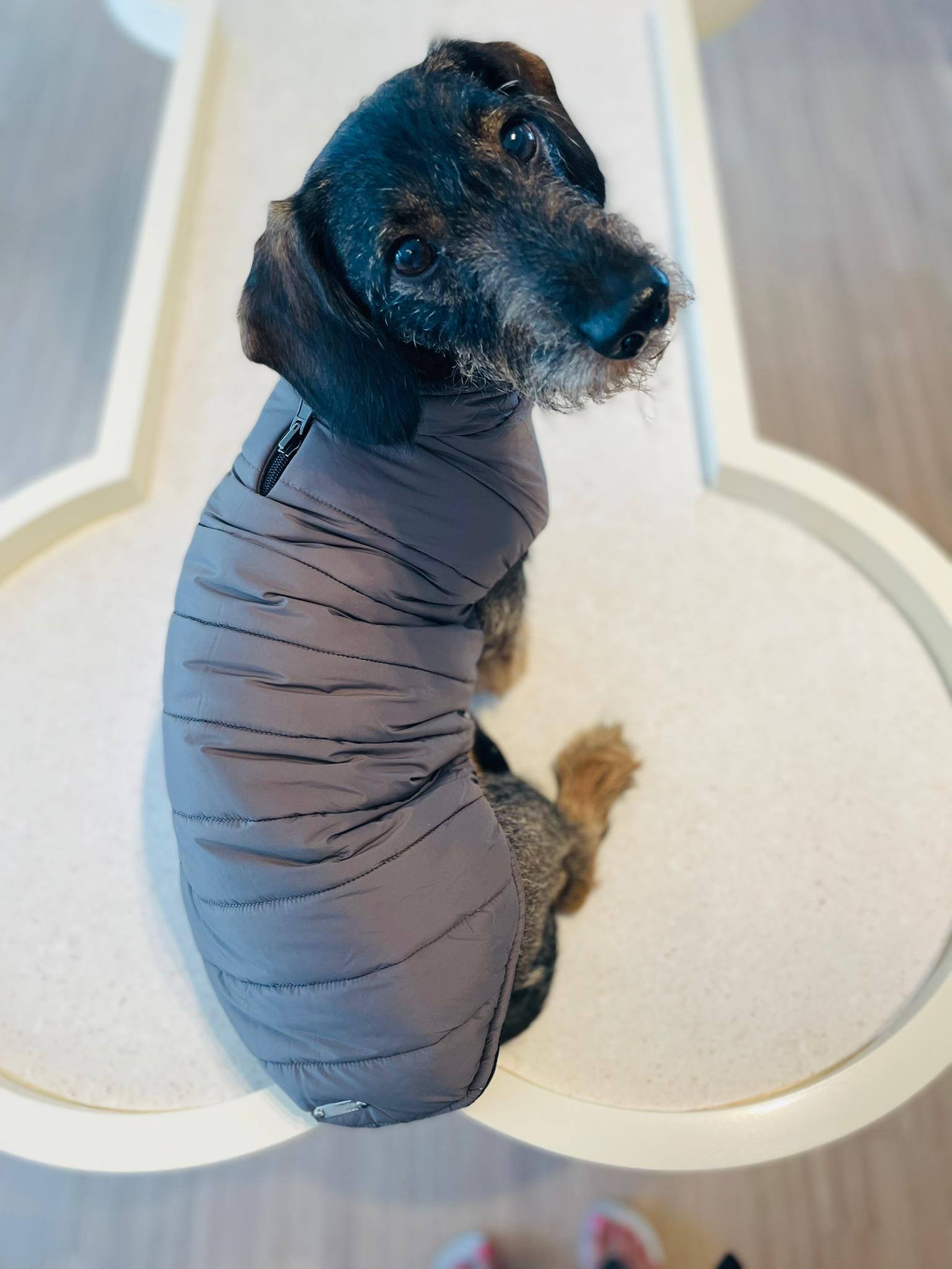 Frankfurt dog coat especially for dachshunds 2 in 1 (reversible)