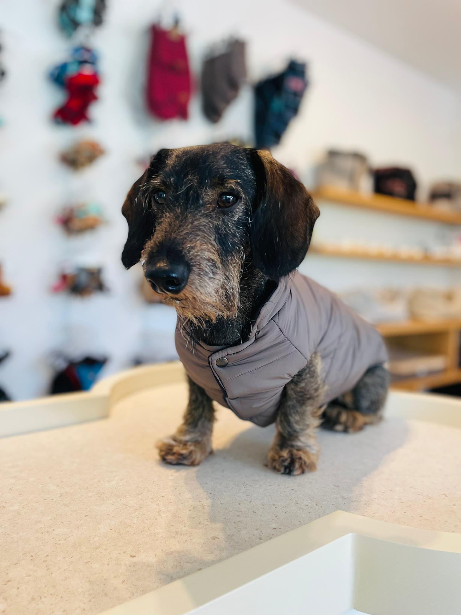 Frankfurt dog coat especially for dachshunds 2 in 1 (reversible)