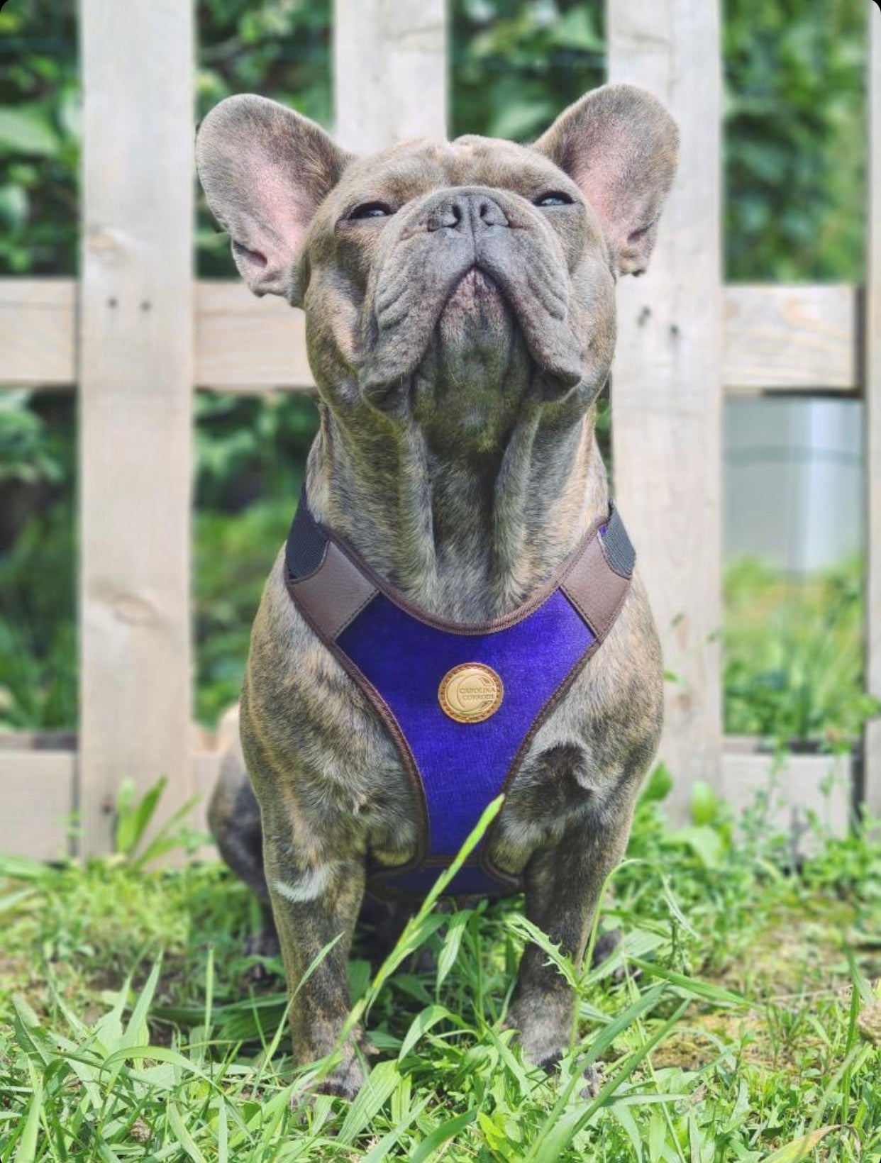 Hundegeschirr Hobart