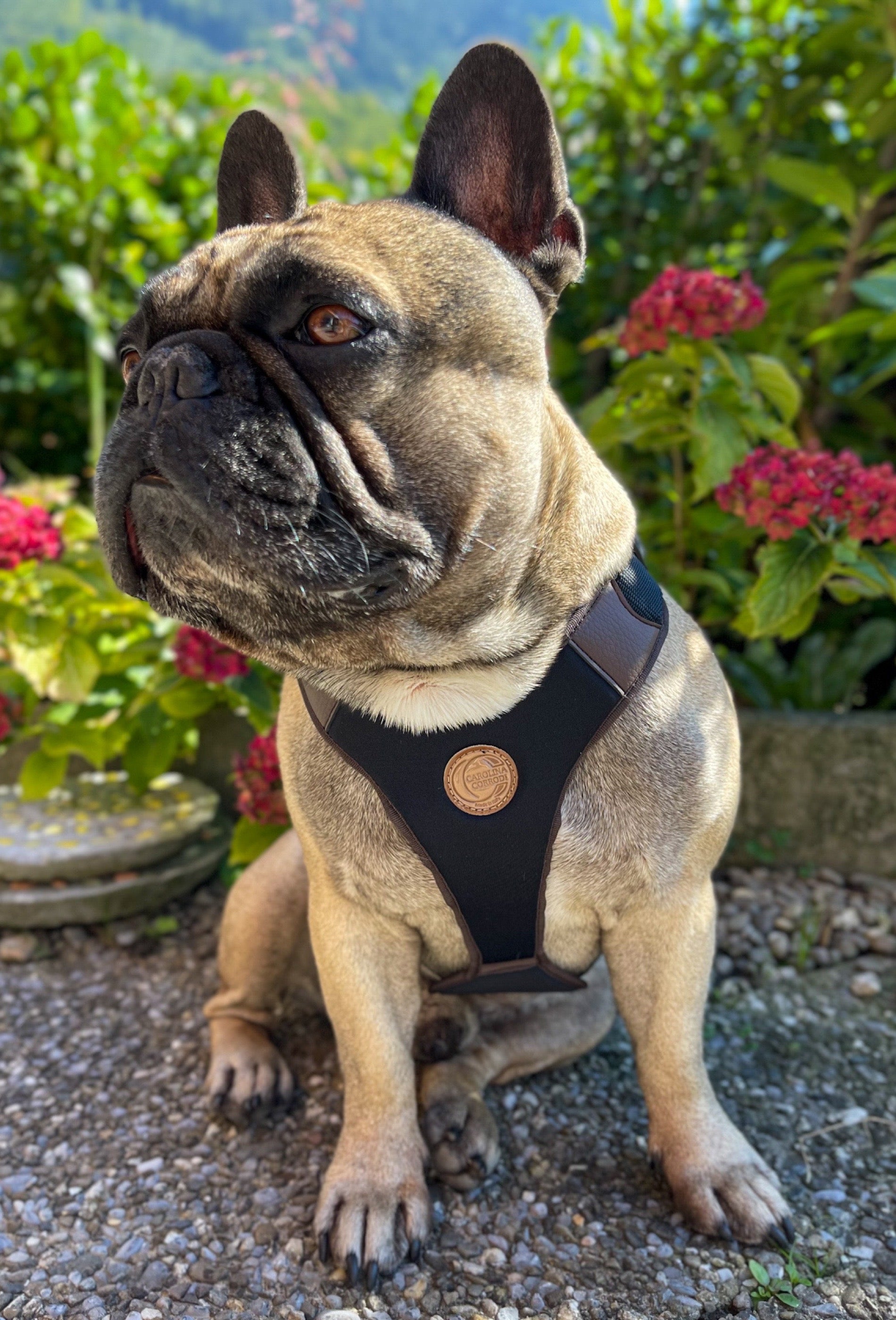 Hundegeschirr Barbados vorderseite