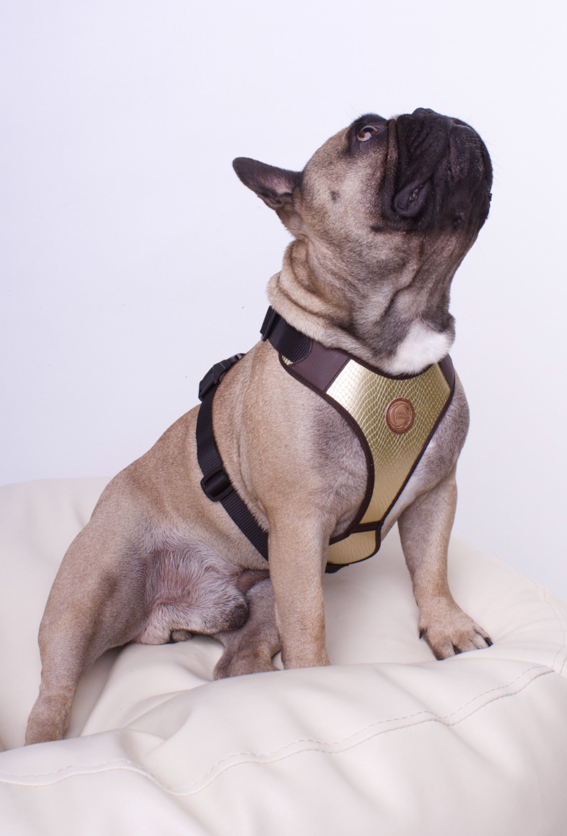 Hundegeschirr Christchurch