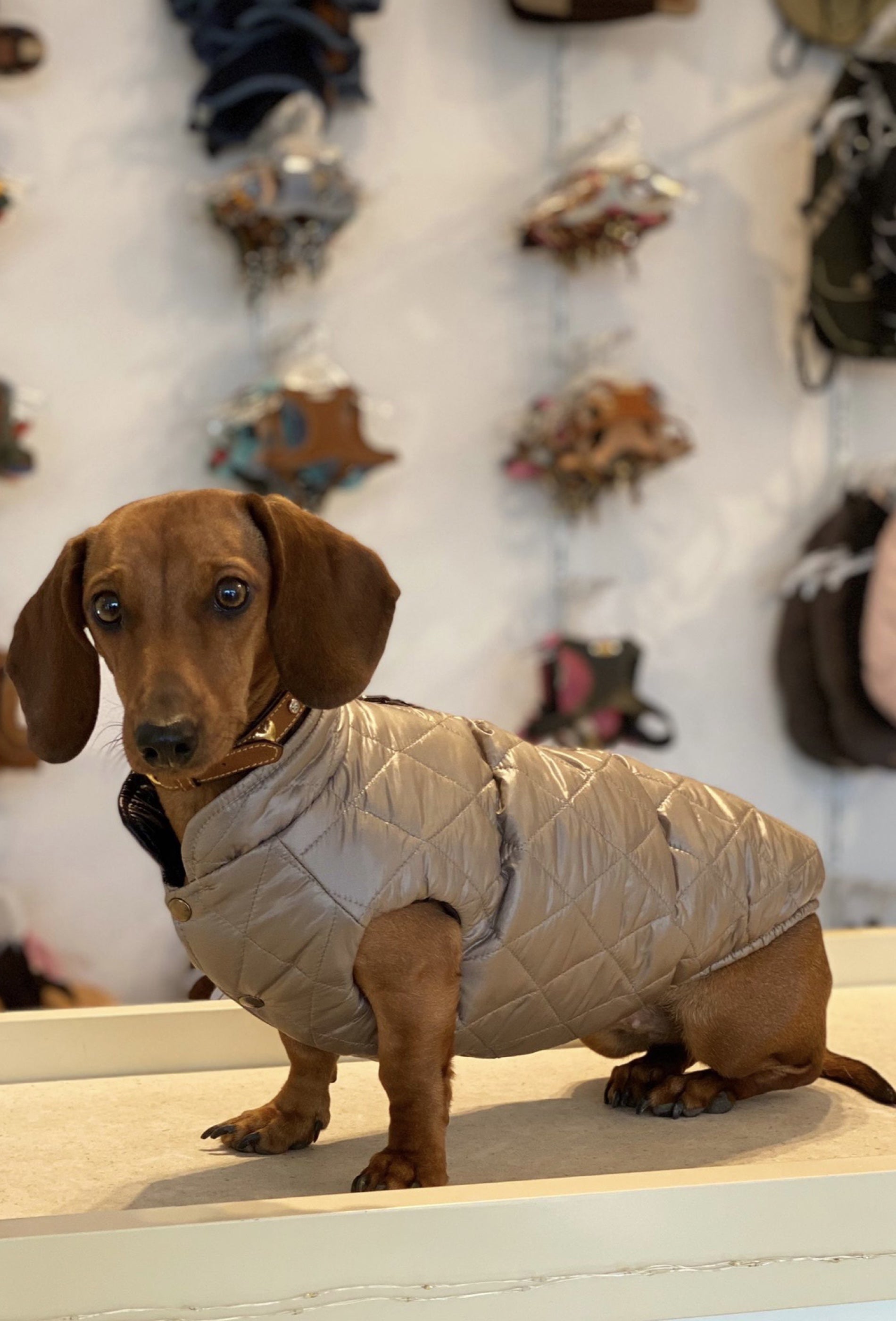 Hundemantel umkehrbar für Dackel Tel Aviv