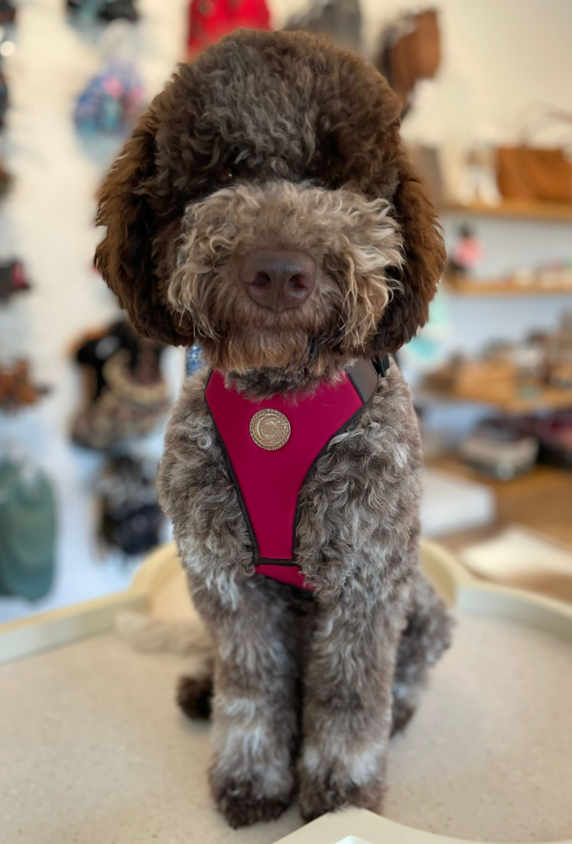 Hundegeschirr Seychelles - GAIA Kollektion