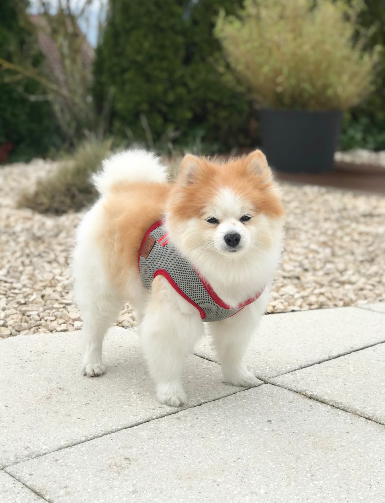 Hundegeschirr Lincoln