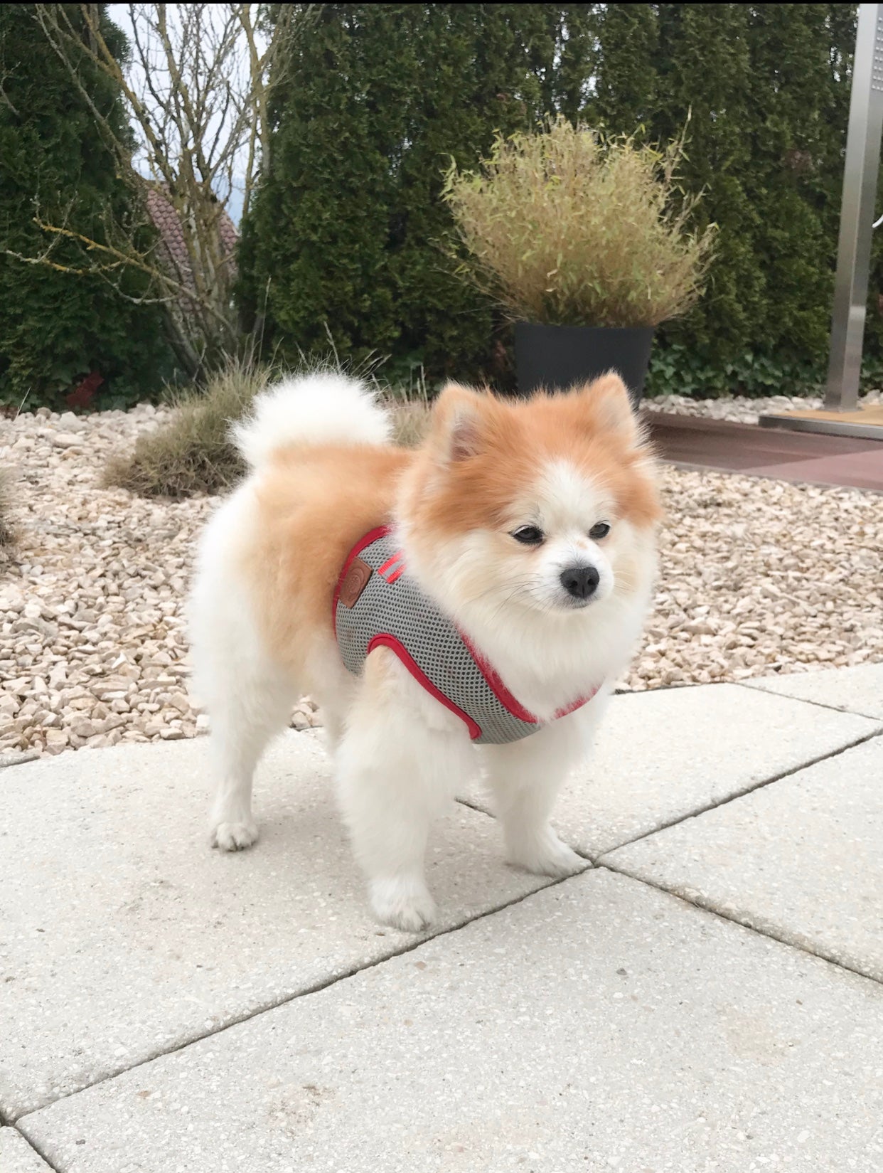 Hundegeschirr Soft