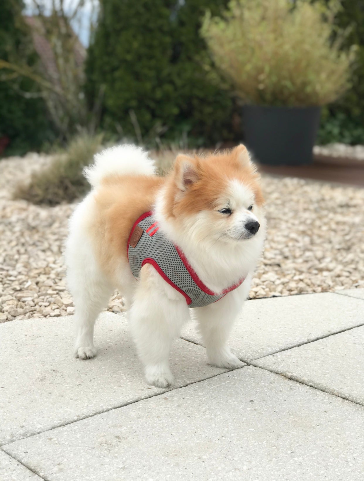 Hundegeschirr Soft