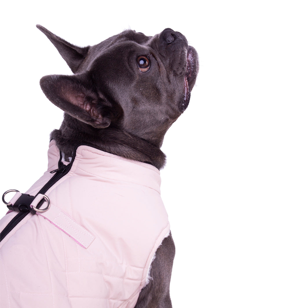 Manitoba Dog Coat