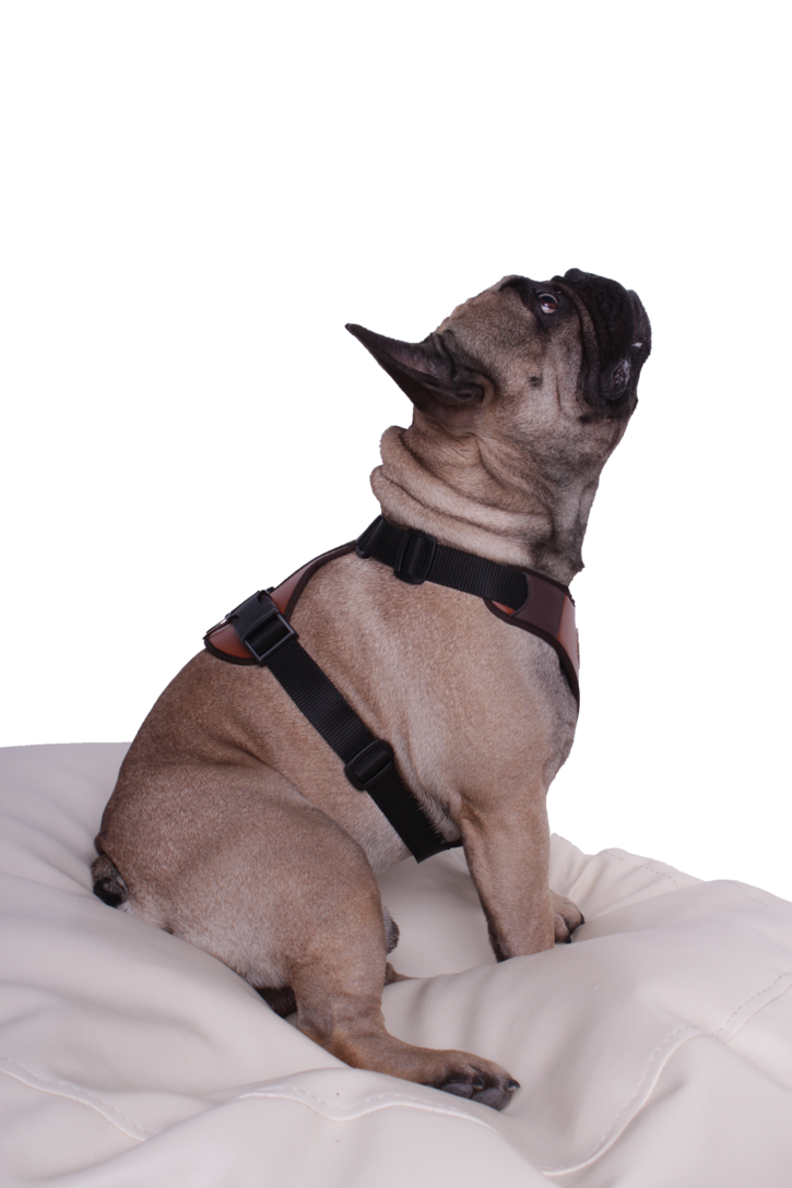 Hundegeschirr Markham