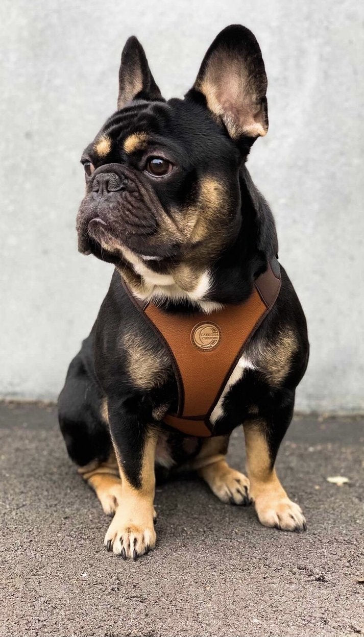 Hundegeschirr Markham