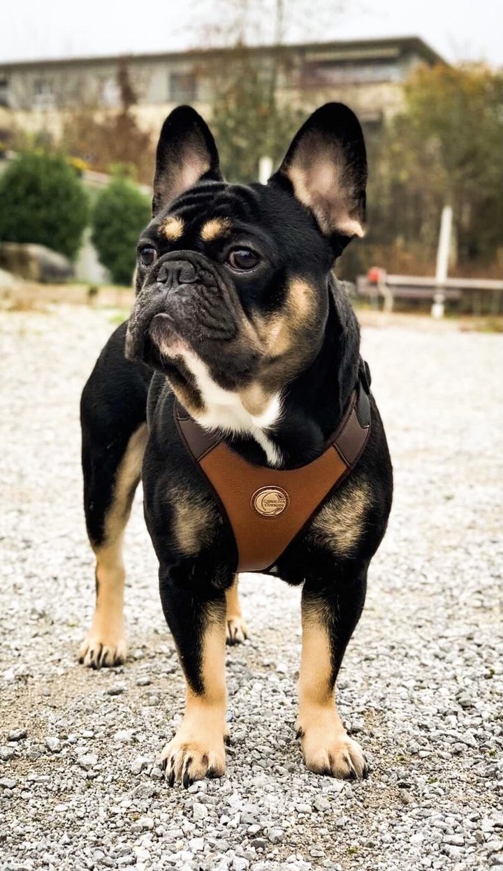 hundegeschirr french bulldoge