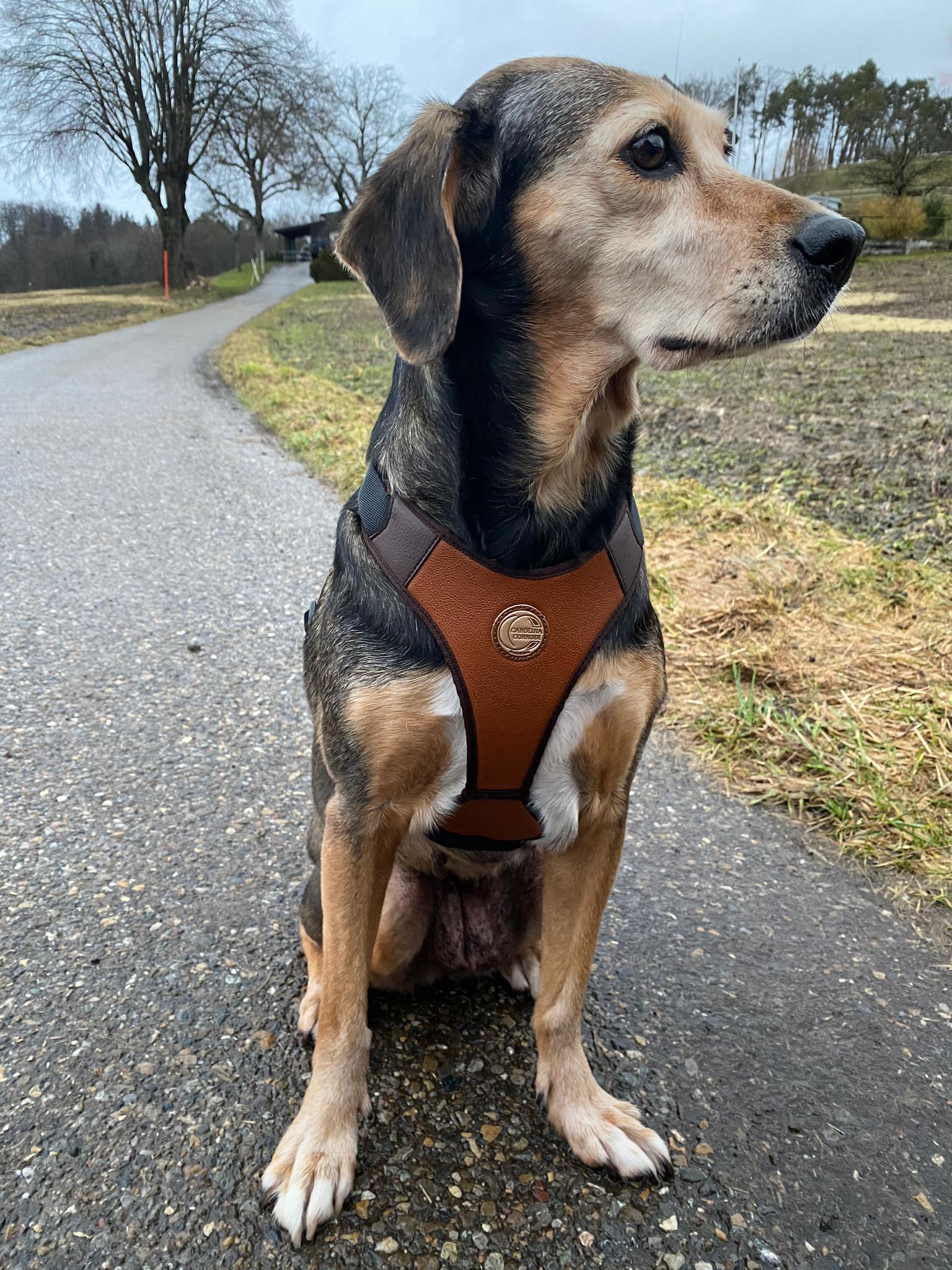 Hundegeschirr Markham