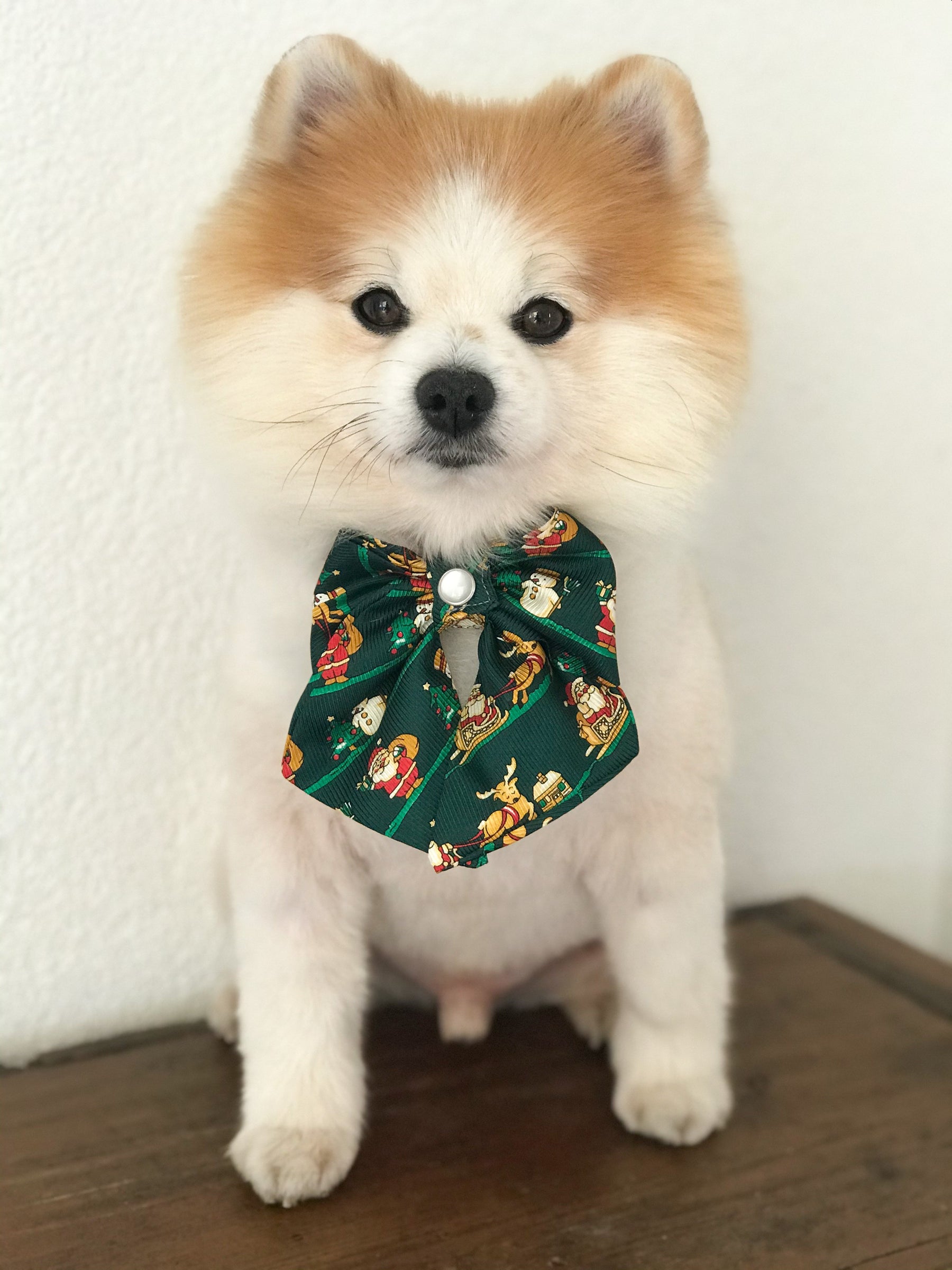 Pomeranian mit Seidenschleife mit Druckknopf