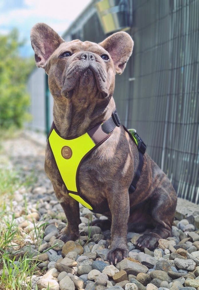 Hundegeschirr Frenchie