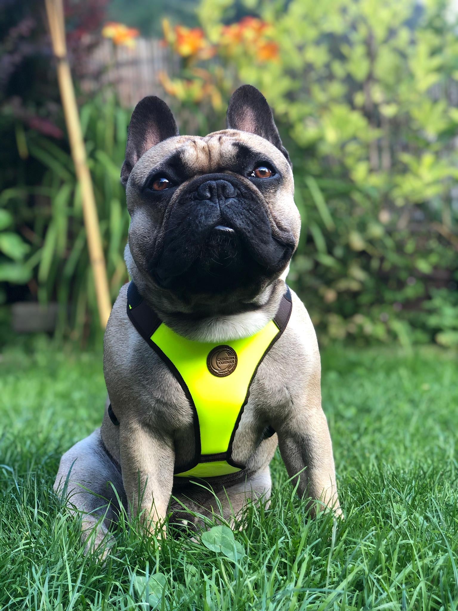 Hundegeschirr