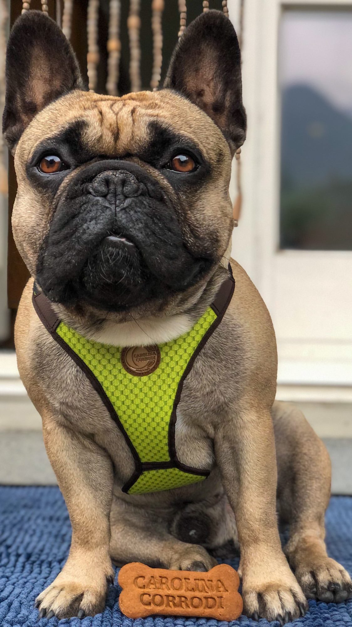 Hundegeschirr Frenchie