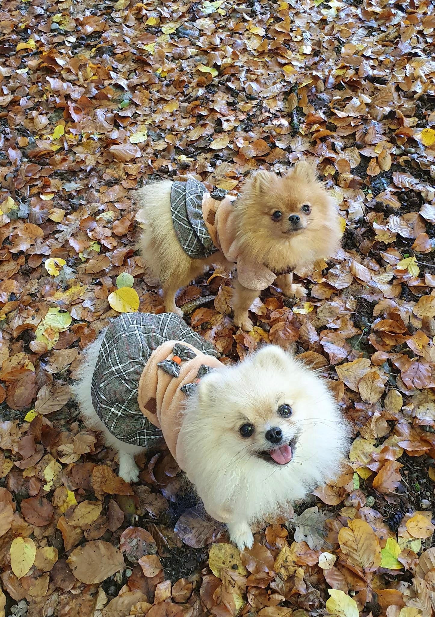 Hundepullover - Hundekleid Oslo