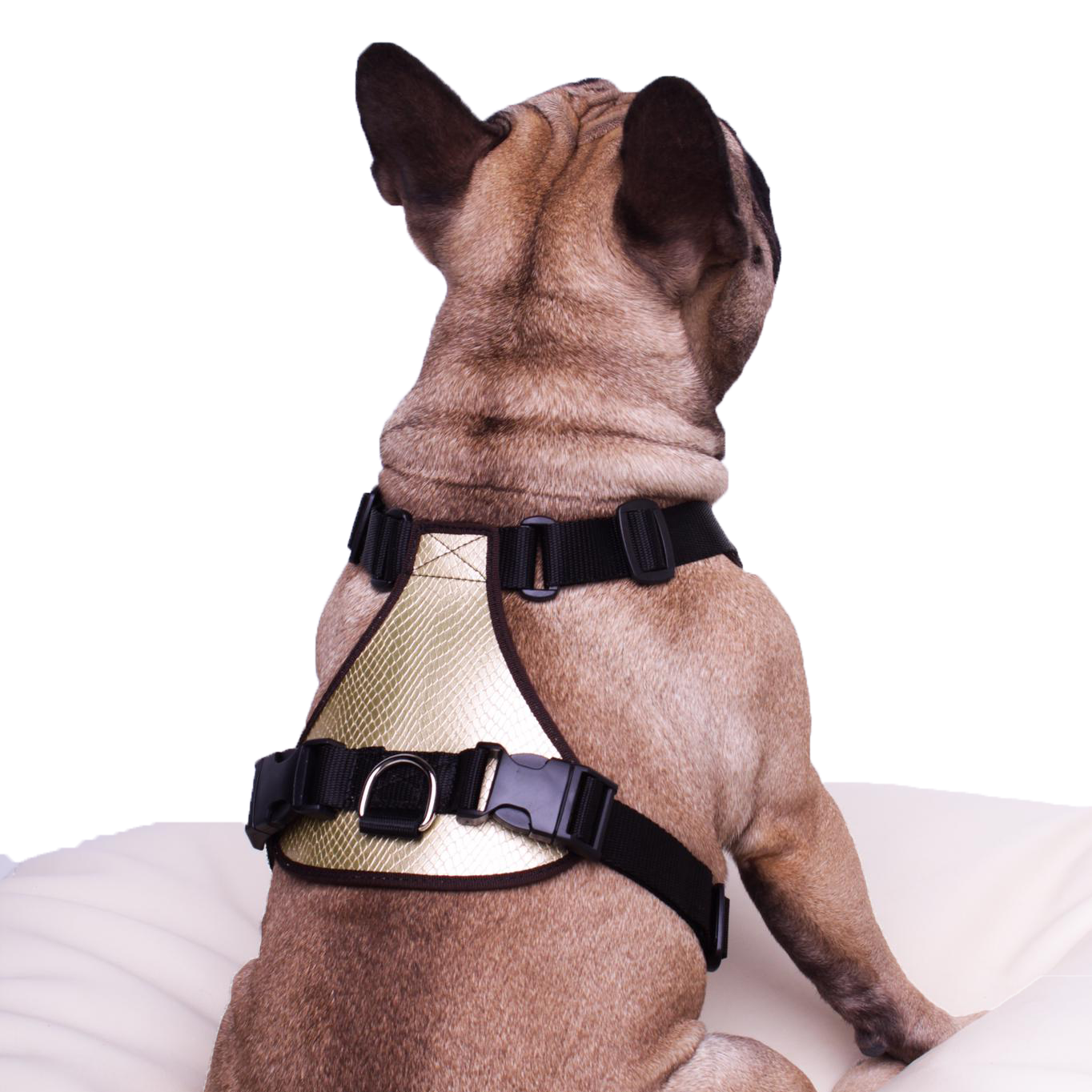 Hundegeschirr Christchurch