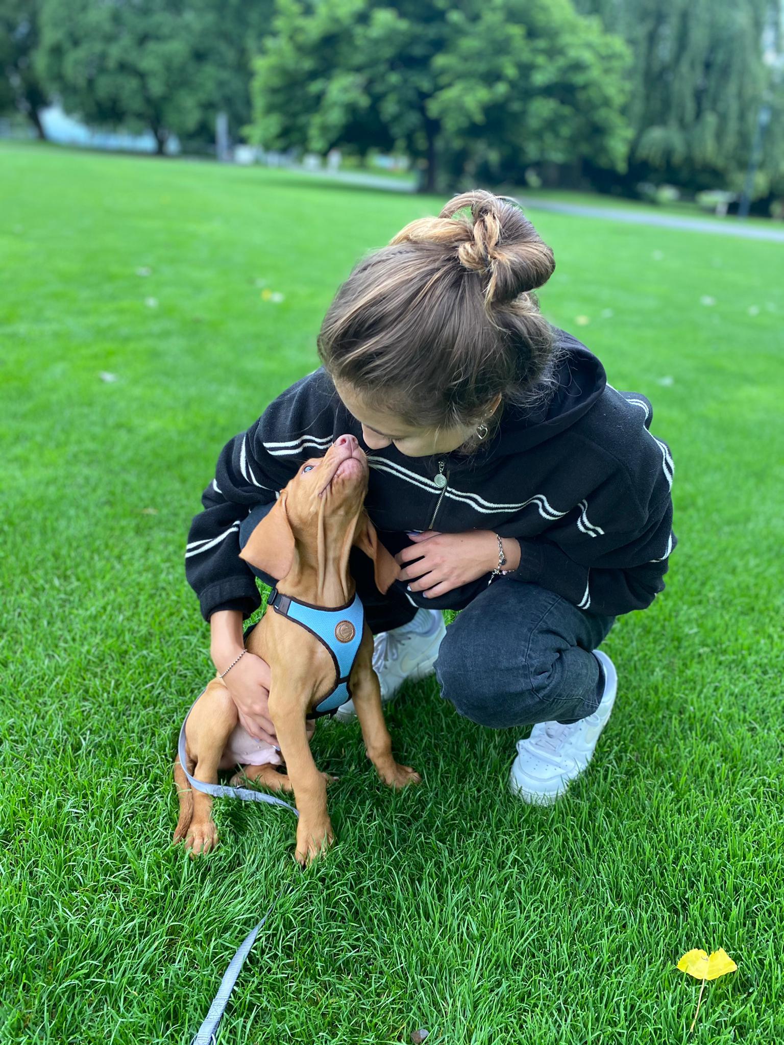 Hundewelpen Geschirr Phoenix