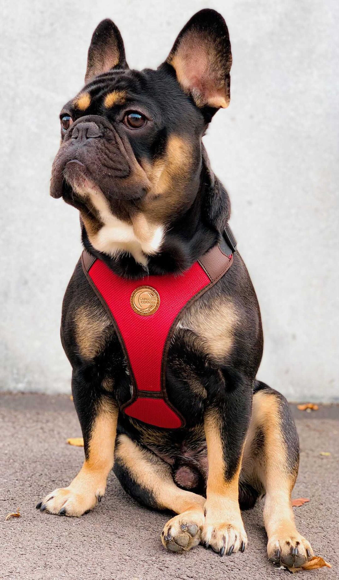 Harnais pour chien Picton