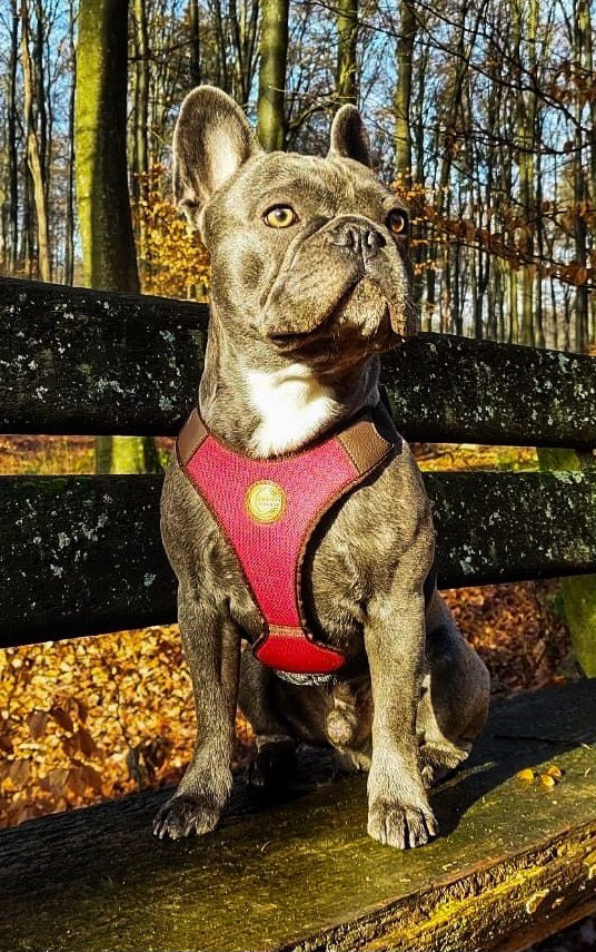 Hundegeschirr Picton