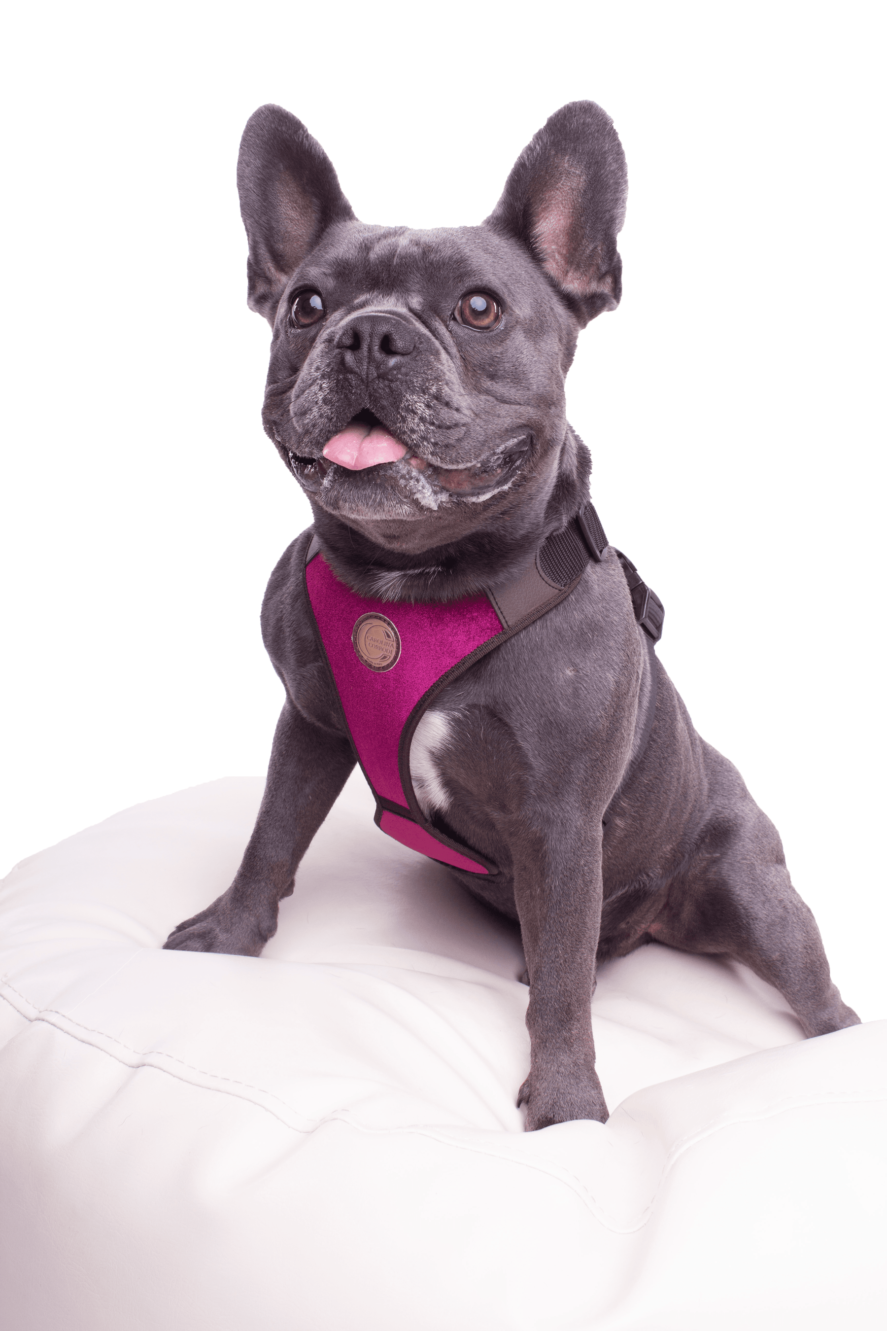 Hundegeschirr Frenchie