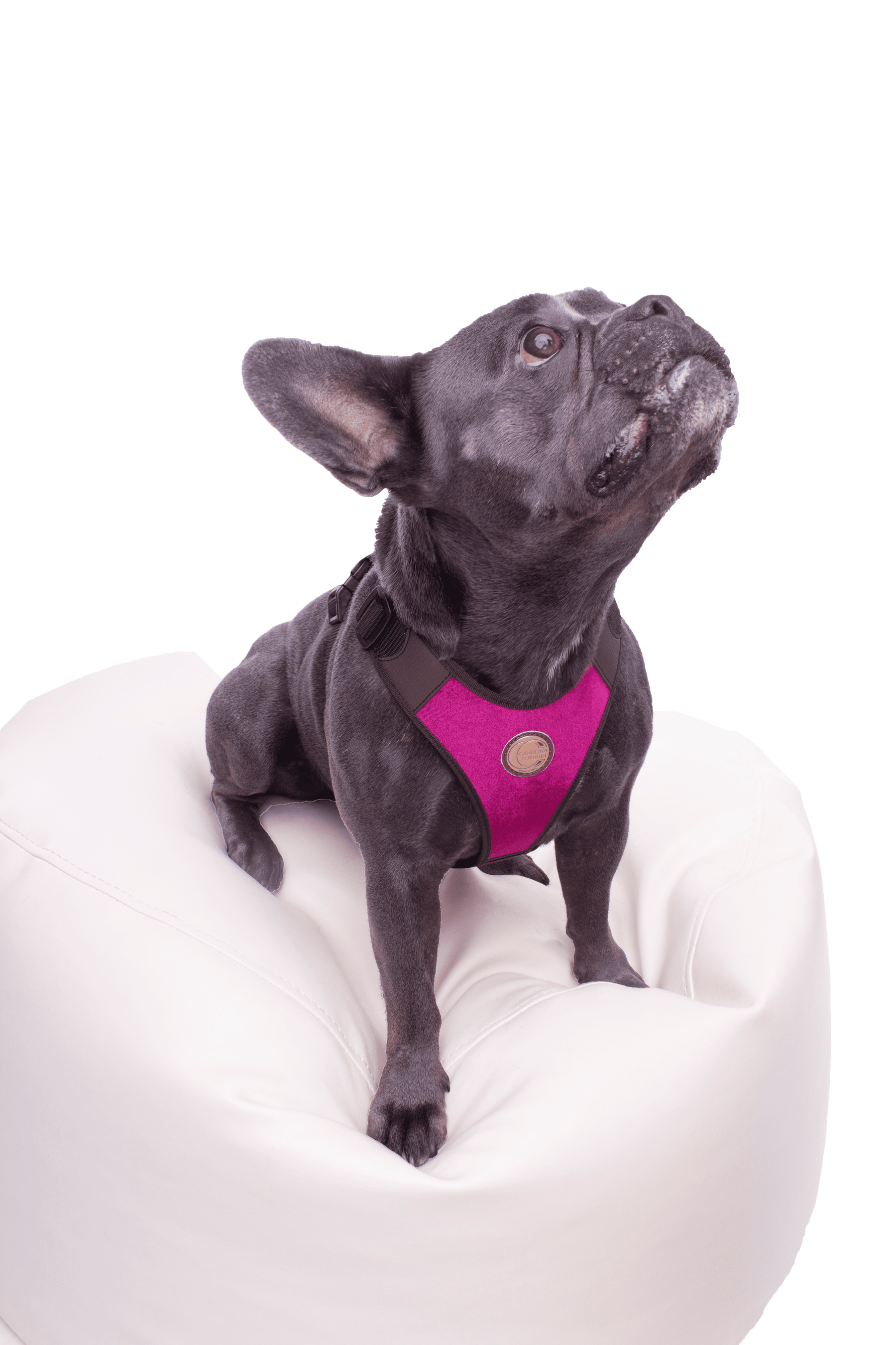 Hundegeschirr Rimini