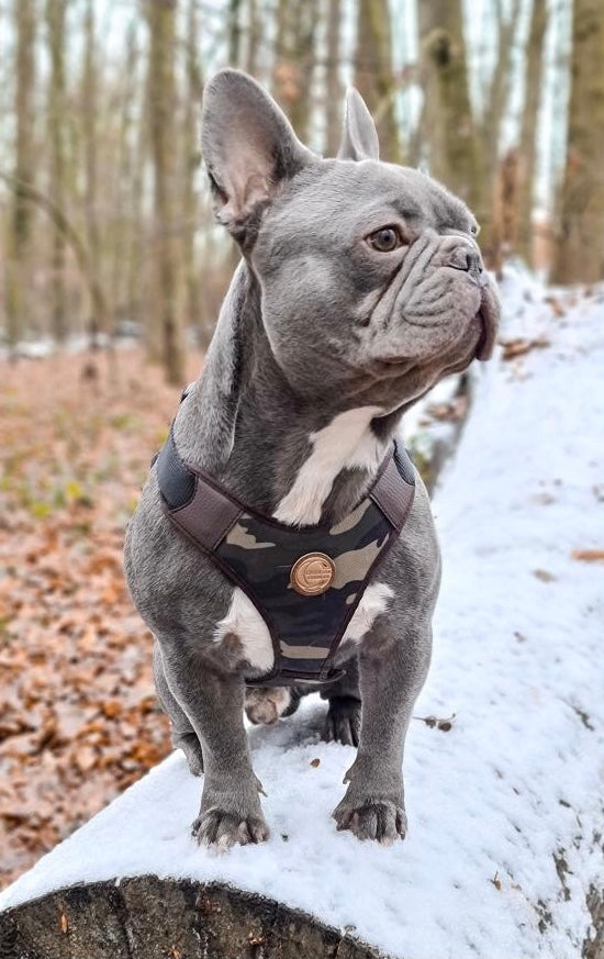 Hundegeschirr Frenchie