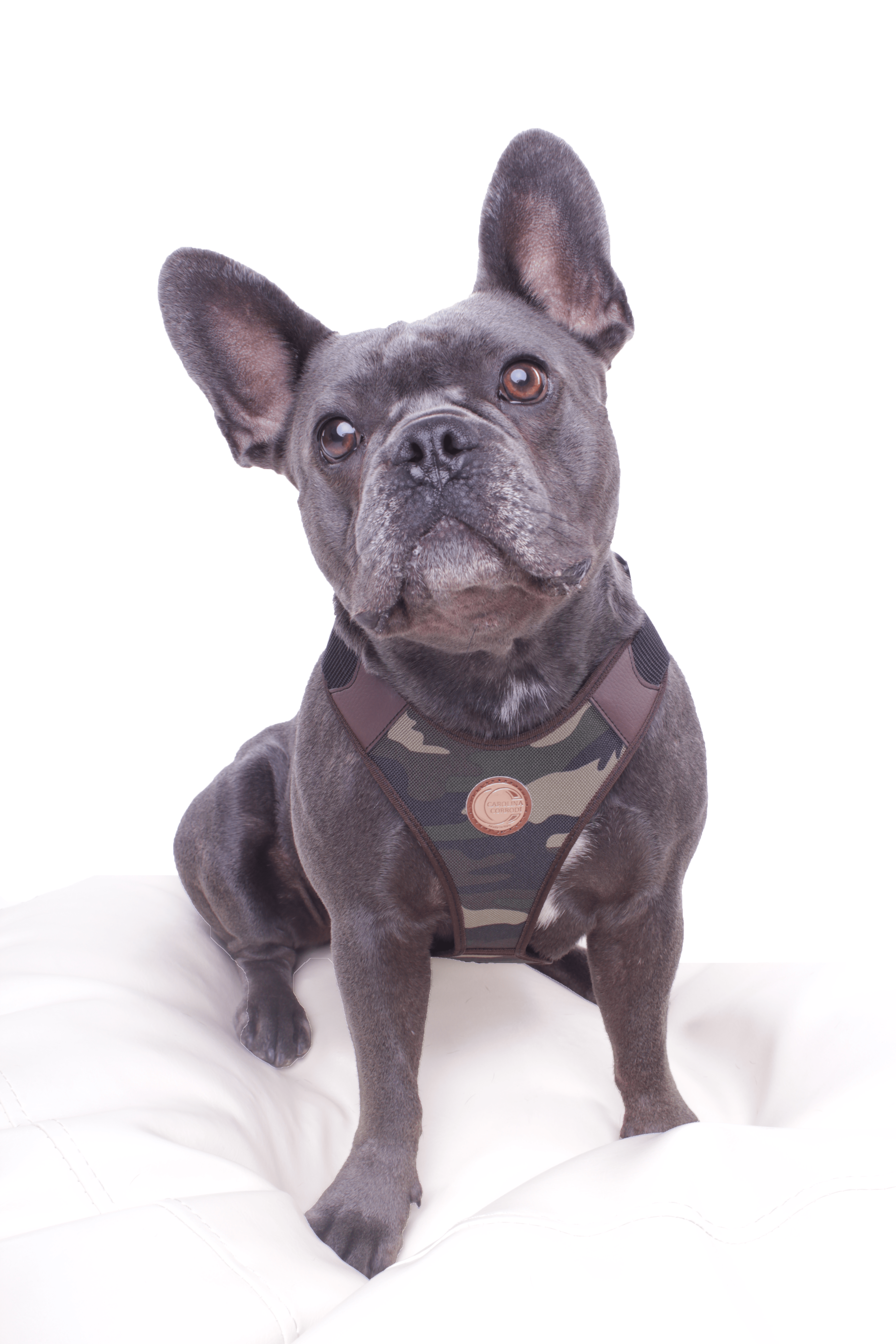 Harnais pour chien Texas