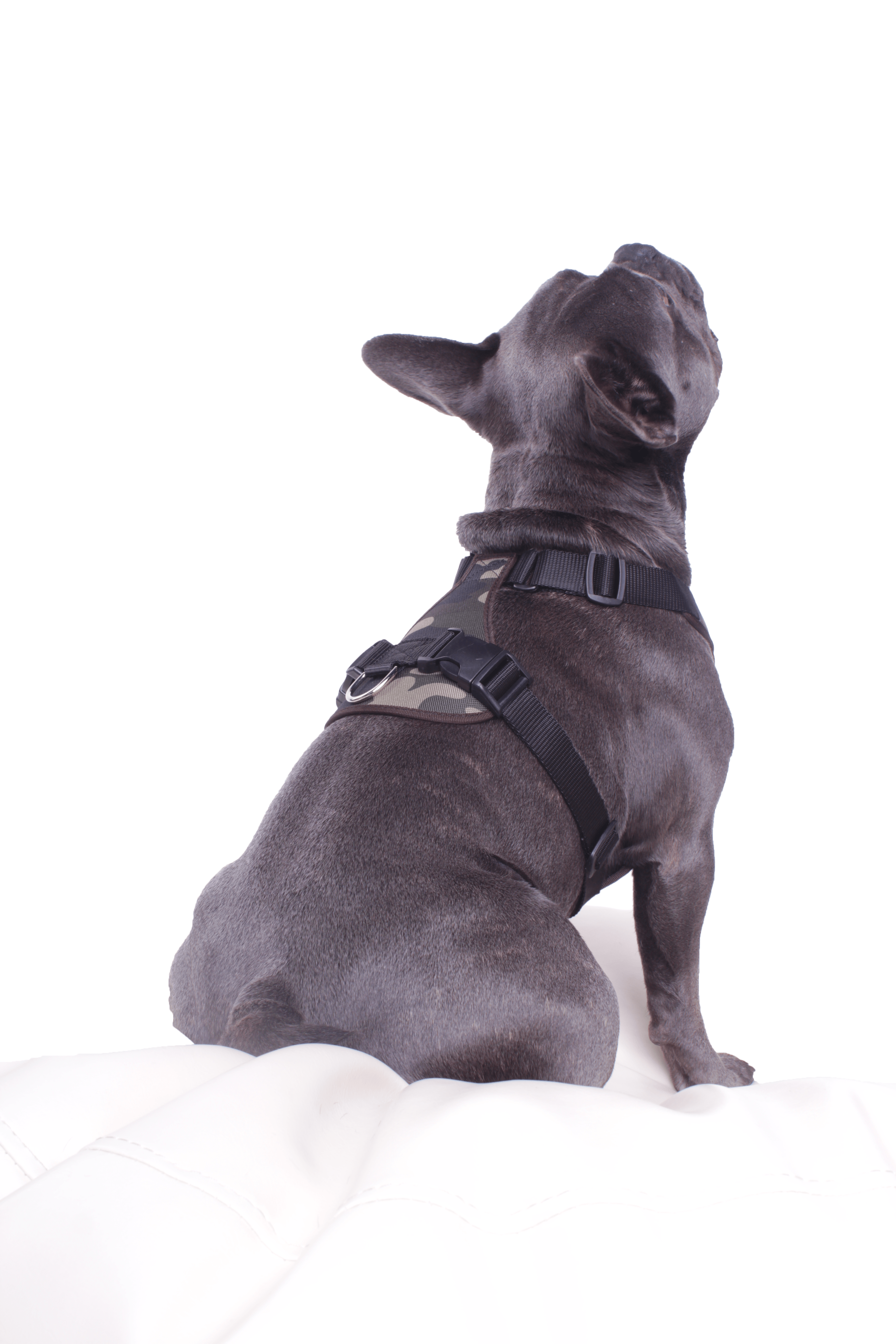 Harnais pour chien Texas