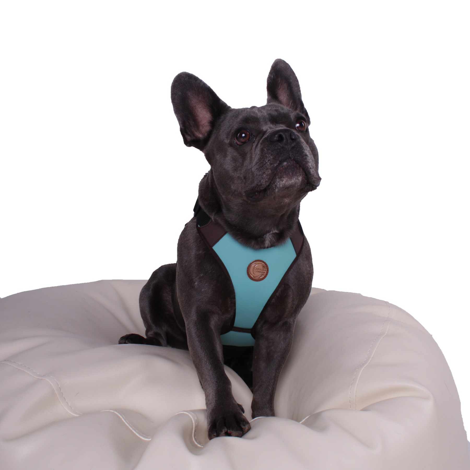 Hundegeschirr Wellington