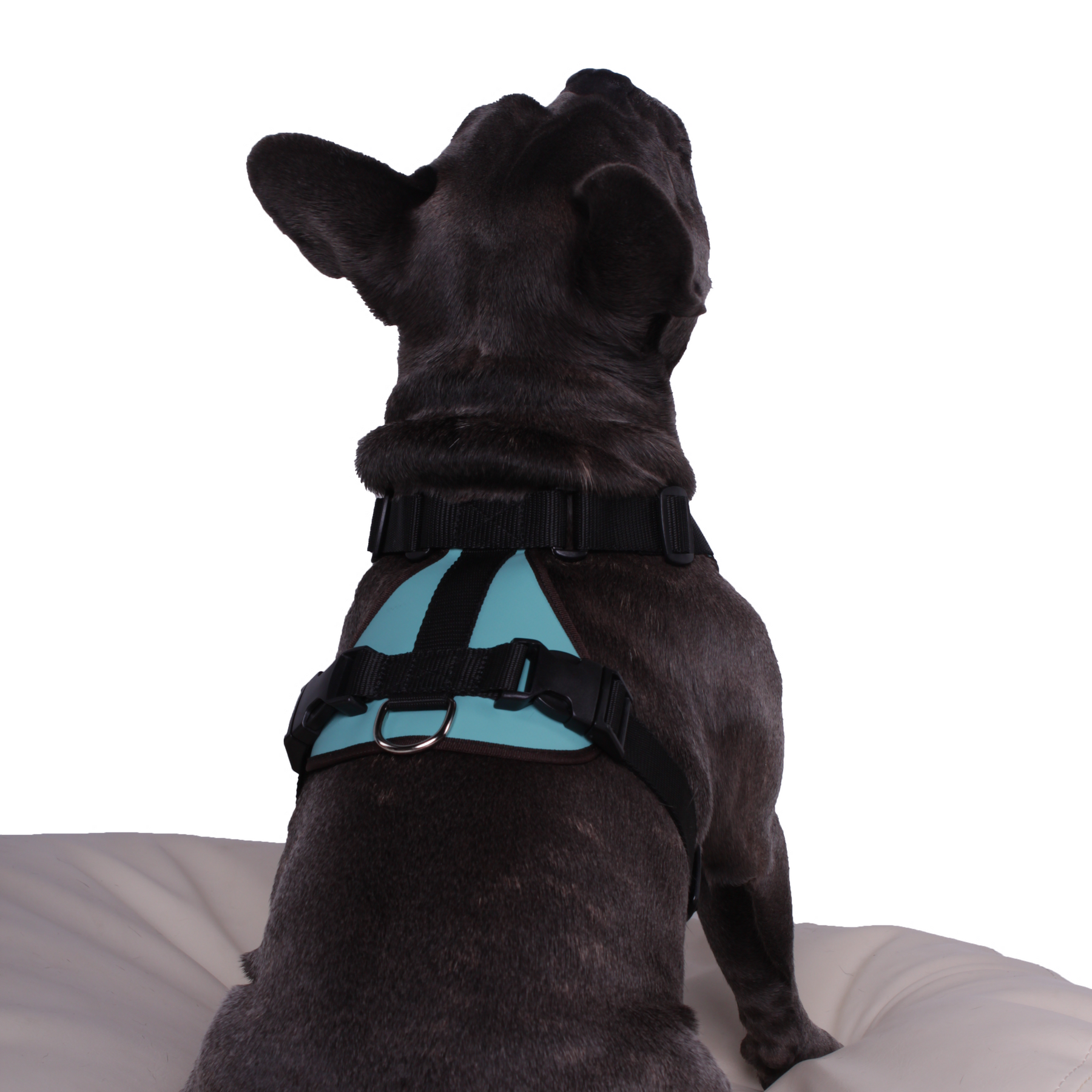 Hundegeschirr Wellington