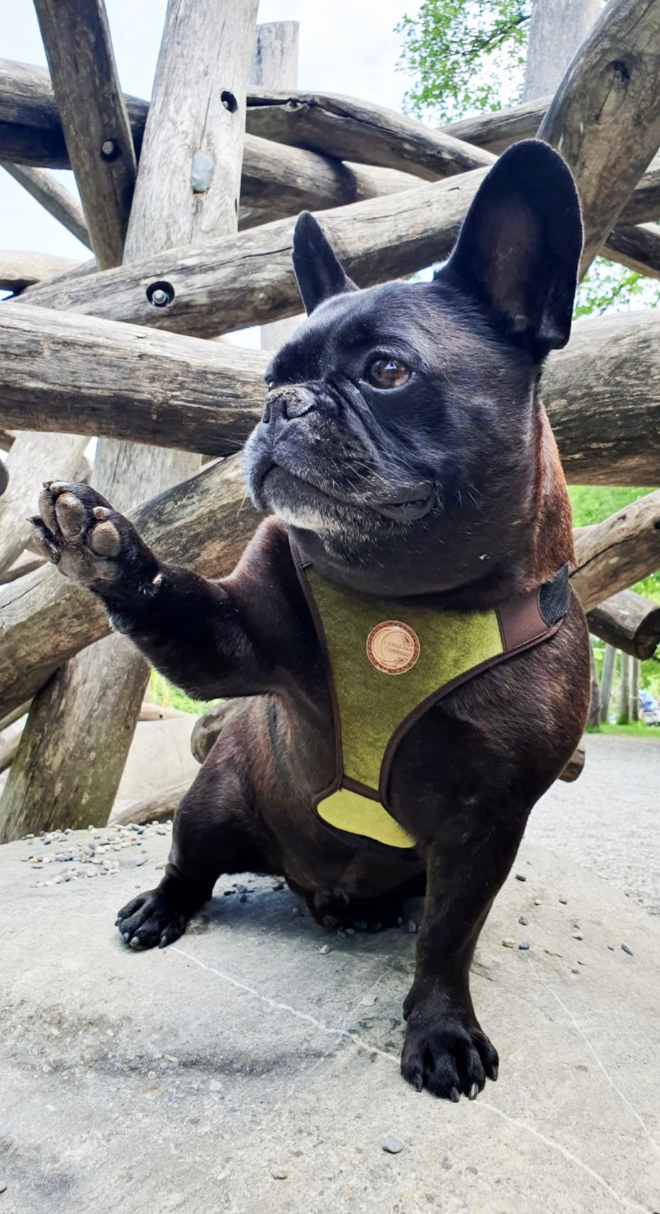 Hundegeschirr Frenchie