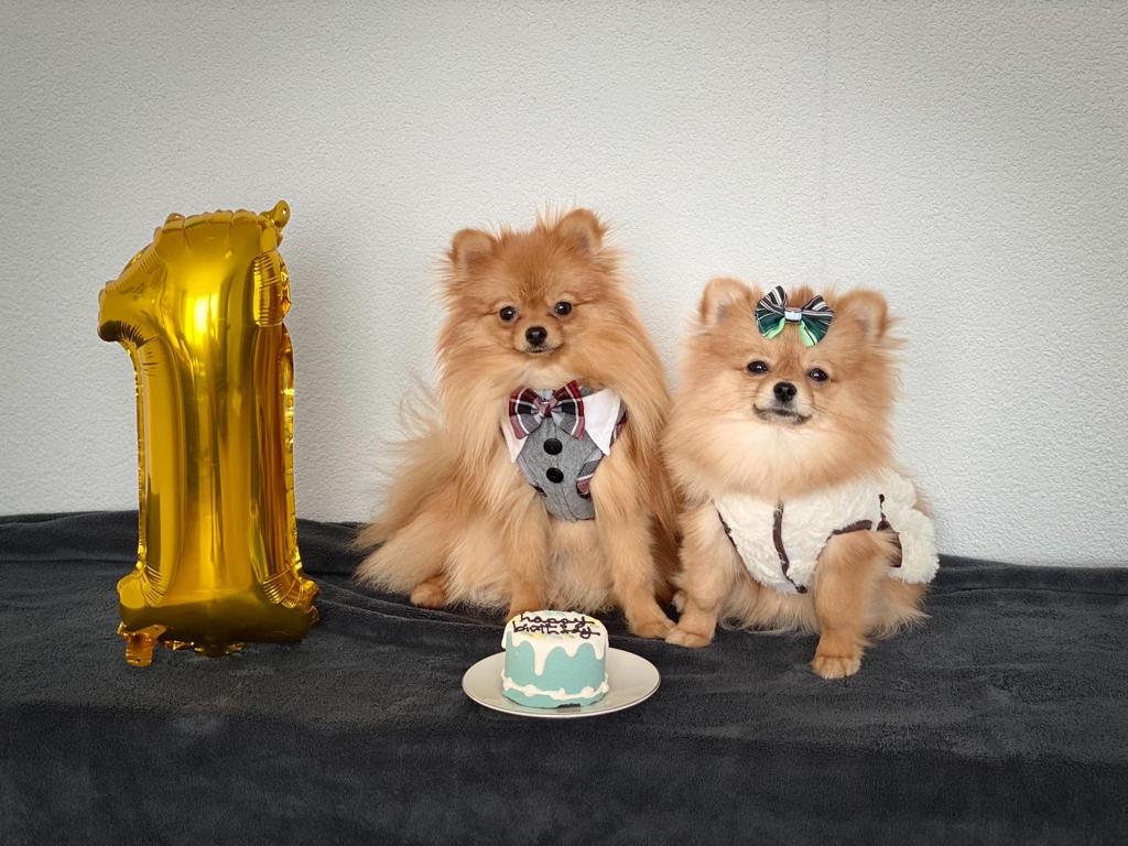Hundekuchen (Baby cake, Blau)