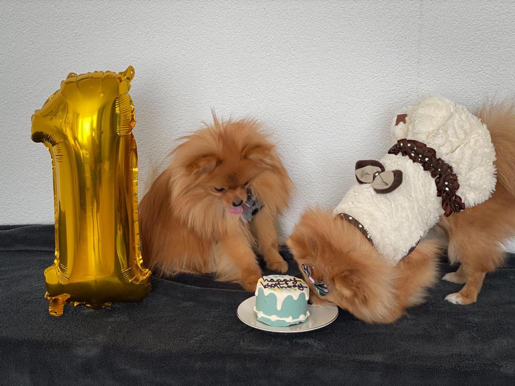 Hundekuchen (Baby cake, Blau)
