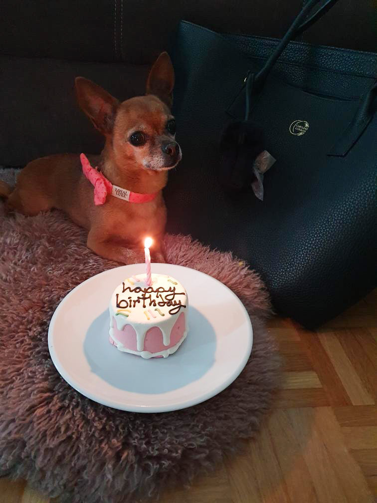 Hundekuchen