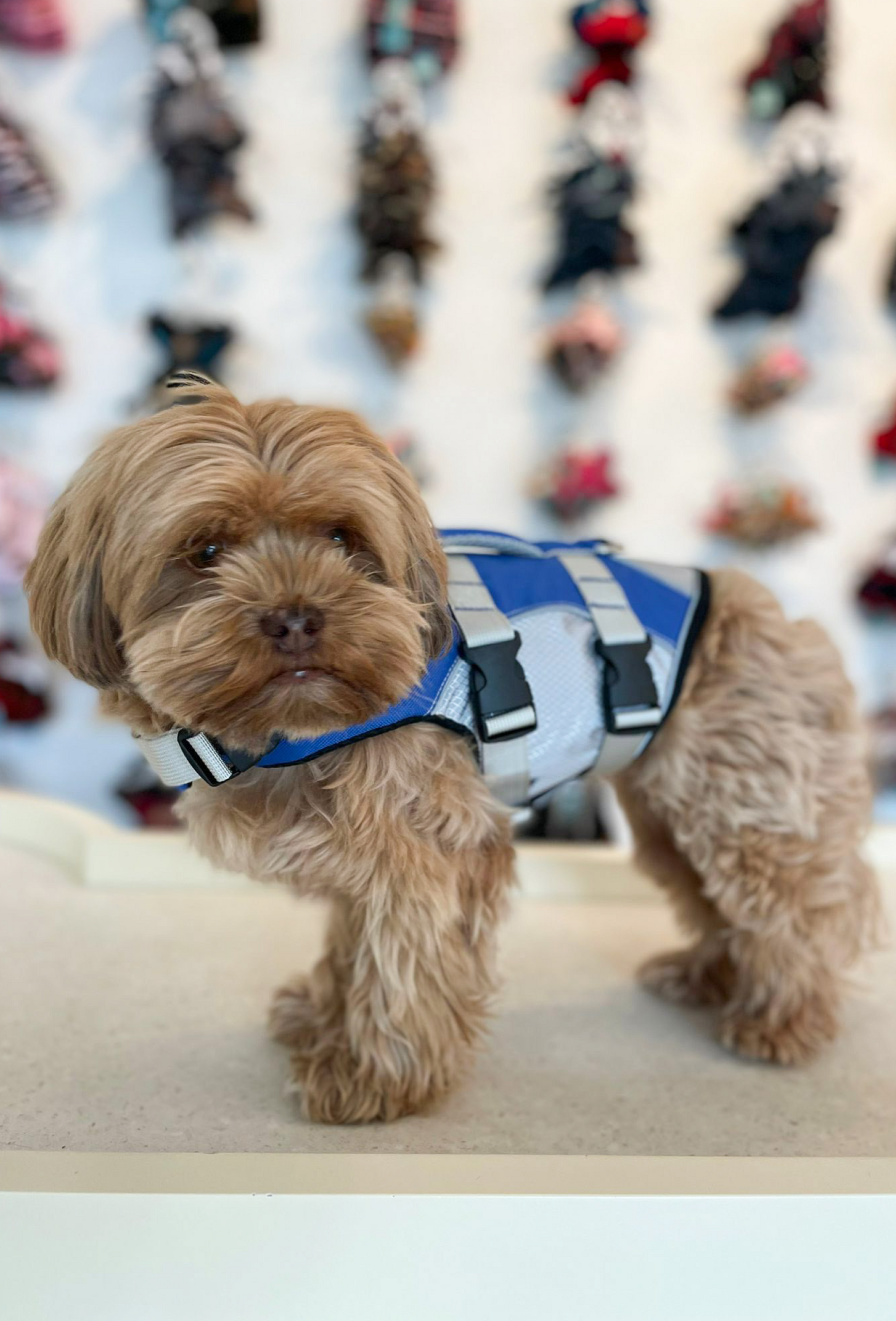 Dog life jacket / float coat