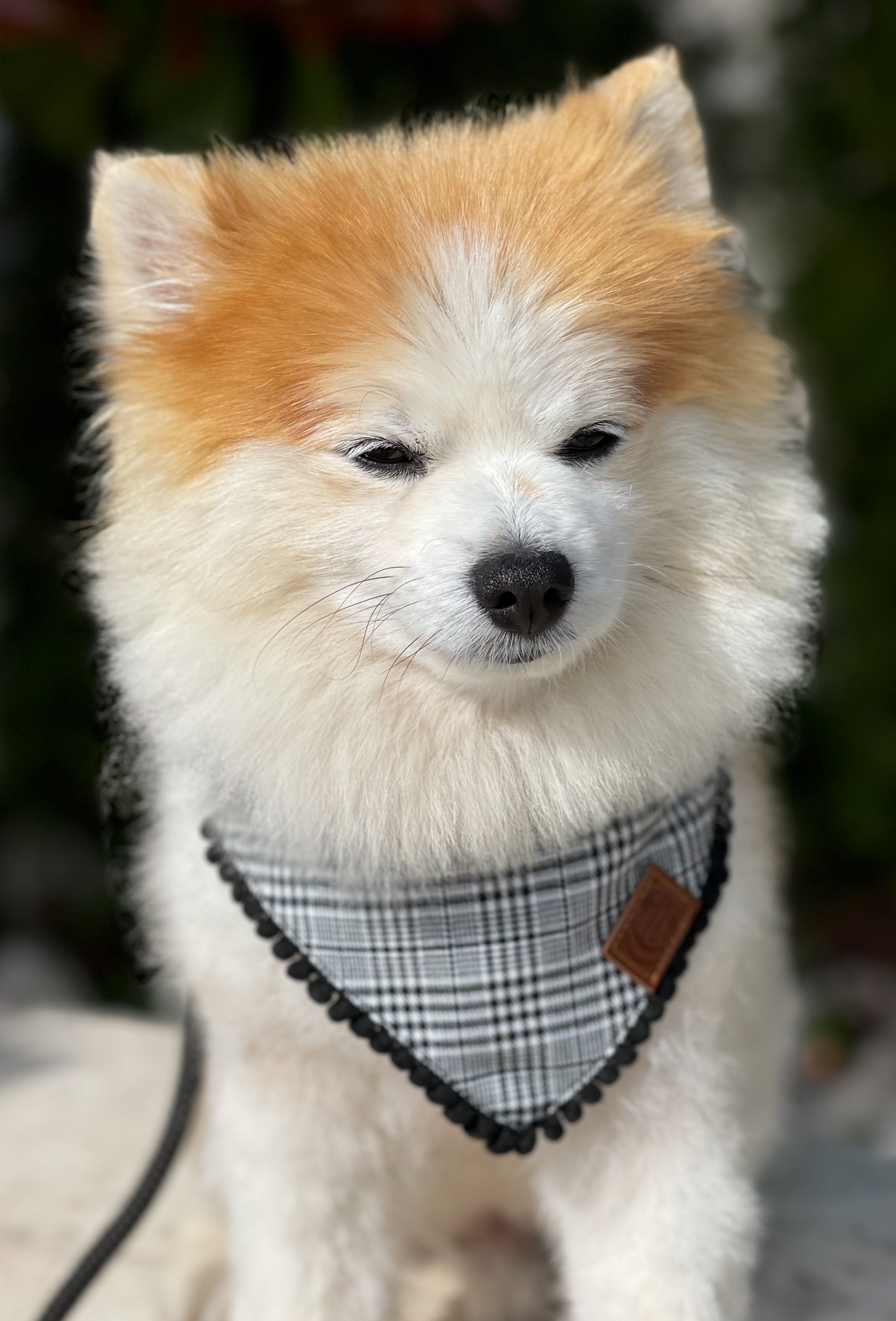 Hundehalstuch Bandana Hamburg
