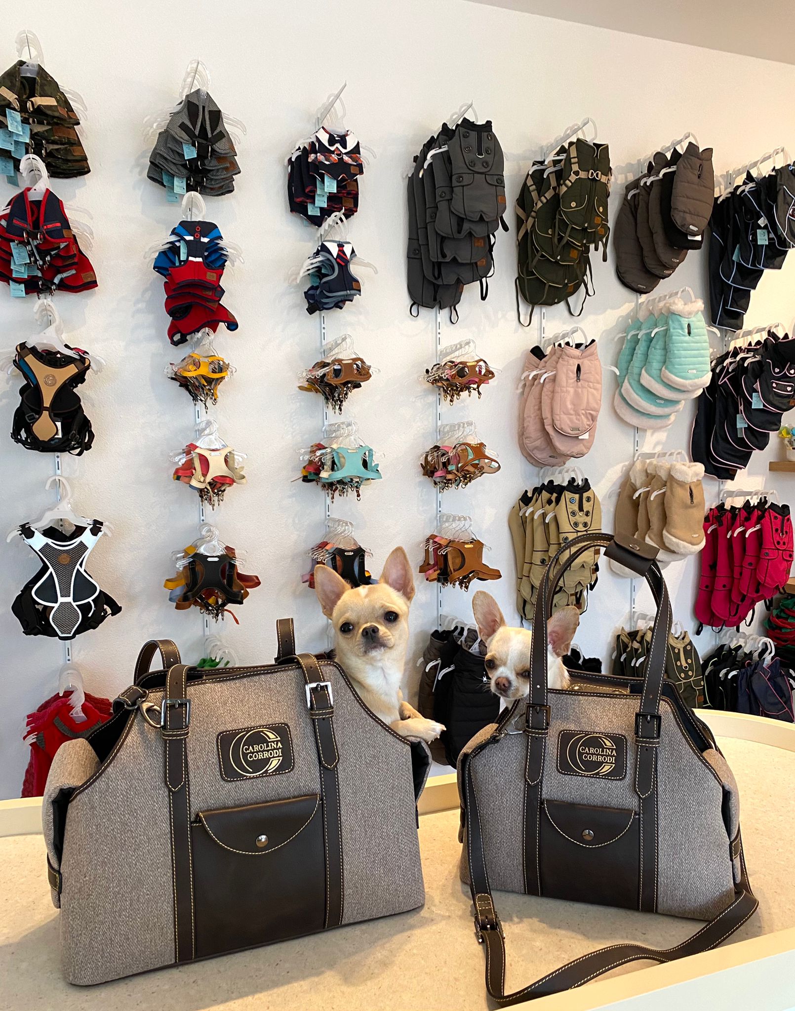 Hunde tasche hundetasche