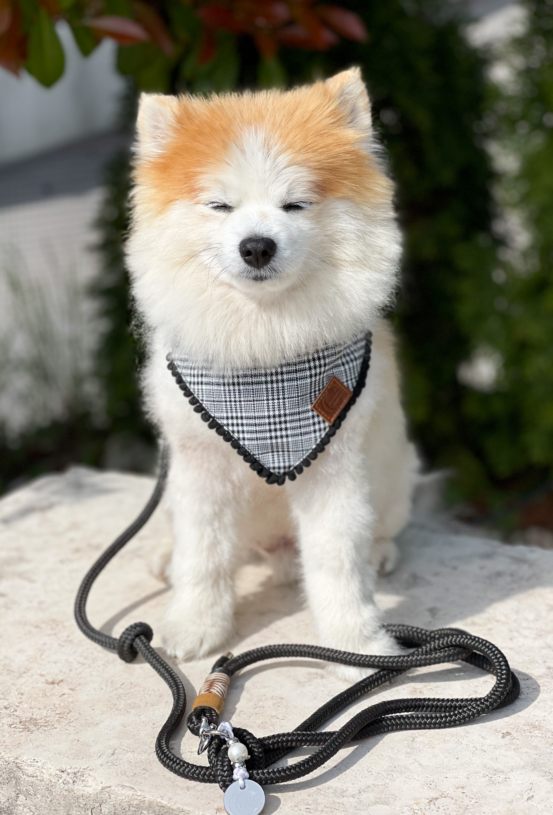 Hundehalstuch Bandana Hamburg